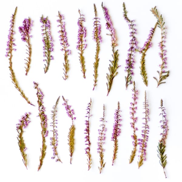 20 dried pressed Heather flowers. Wild dried pressed Heather. Purple Heather for Crafting. Dried pressed Heather Valentines day