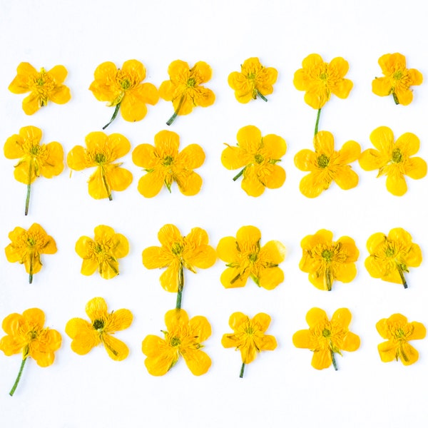 20 dried pressed Buttercup. Yellow Dried Pressed Flowers for Crafting Pressed Flowers for DIY Yellow mini flowers Jewelry Supplies