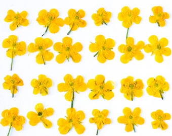 20 dried pressed Buttercup. Yellow Dried Pressed Flowers for Crafting Pressed Flowers for DIY Yellow mini flowers Jewelry Supplies