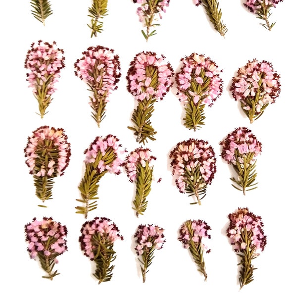 20 dried pressed Erica flowers. Wild dried pressed Heather. for Crafting.