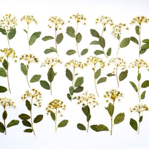 20 dried pressed flowers. Wild pressed flowers. White Dried Pressed Flowers for Crafting. Pressed Flowers for DIY
