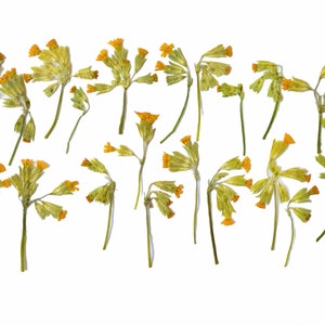20 fiori gialli secchi pressati con steli. Fiori selvatici pressati. Fiori gialli secchi pressati per lavori artigianali. San Valentino