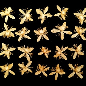 20 dried pressed flowers. Dried Pressed Flowers for Crafting. Pressed Flowers for DIY