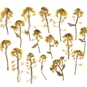 20 fiori gialli pressati secchi con steli. Fiori pressati secchi per artigianato. Fiori pressati per fai da te