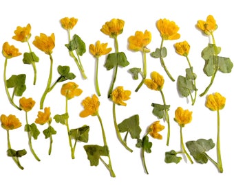 20 dried pressed flowers. Yellow Dried Pressed Flowers for Crafting and DIY.