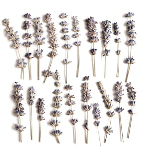 Dried pressed lavender. Dried Pressed Flowers with stems for Crafting. Pressed Flowers for DIY