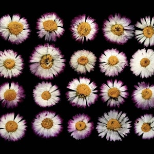 20 dried pressed daisies. Dried pressed flowers. Dried pressed daisy.