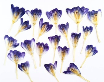 20 dried pressed Crocus. Purple Dried Pressed Flowers for Crafting. Pressed Flowers for DIY
