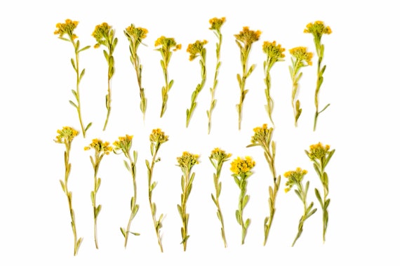 20 Dried Pressed Yellow Flowers With Stems Dried Pressed Etsy