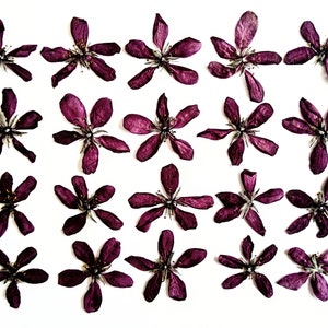 20 dried pressed apple blossom. Dried pressed flowers. Dried pressed petals. Real flowers. Herbarium.