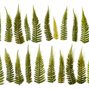 Può includere: Una vista dall'alto mostra diverse fronde di felce verde disposte su uno sfondo bianco. Le felci variano per dimensioni e tonalità, dal verde chiaro allo scuro, con intricati e delicati motivi fogliari. L'immagine è ben illuminata, evidenziando i dettagli naturali.