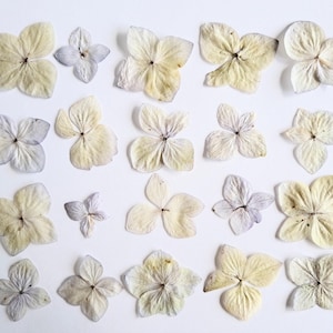 Fiori di ortensia essiccati e pressati. Fiori essiccati e pressati per la lavorazione artigianale Fiori pressati per San Valentino fai da te
