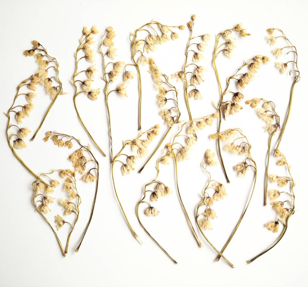 20 Dried Pressed Lily of the Valley. Dried Pressed Beige Flowers. Dried