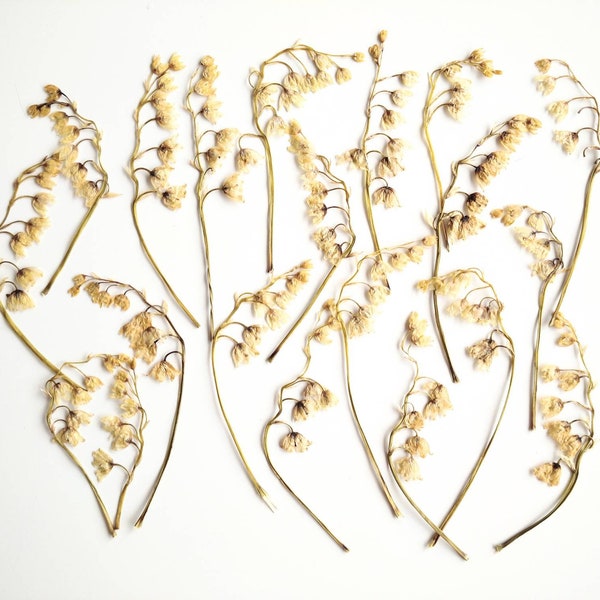 20 dried pressed Lily of the valley. Dried pressed beige flowers. Dried Pressed Flowers for Crafting. Pressed Flowers for DIY