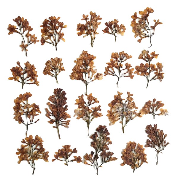 Dried pressed lilac. Pressed Flowers for Crafting. Pressed Flowers for DIY
