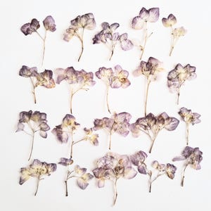 20 fiori di ortensia essiccati e pressati. Fiori essiccati e pressati per la lavorazione artigianale Fiori pressati per forniture di gioielli fai da te