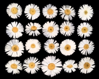20 dried pressed white daisies. Dried pressed flowers. Dried pressed daisy.