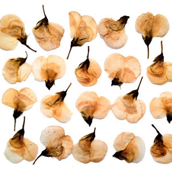 20 dried pressed brown Sweet peas. Dried pressed flowers Valentines day