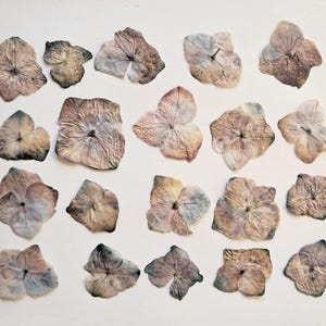 Fiori di ortensia essiccati e pressati. Fiori essiccati e pressati per lavori artigianali.