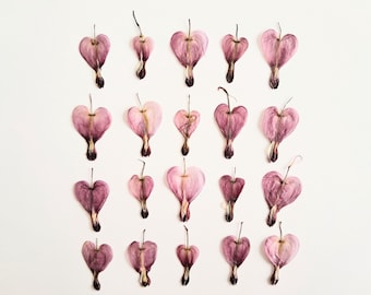 Dried pressed Bleeding hearts. Purple Dried Pressed Flowers for Crafting. Pressed Flowers for DIY. Real flowers Jewelry Supplies