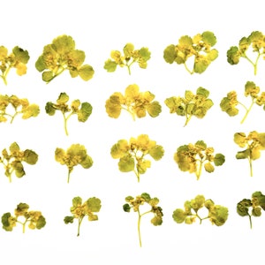 20 foglie essiccate pressate. Fiori essiccati pressati. Foglie gialle e verdi essiccate pressate. Foglie piccole. Erbario.