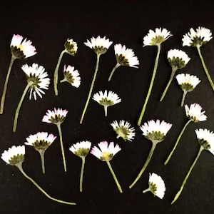 20 margherite secche pressate. Fiori pressati essiccati. Fiori secchi bianchi e rosa.