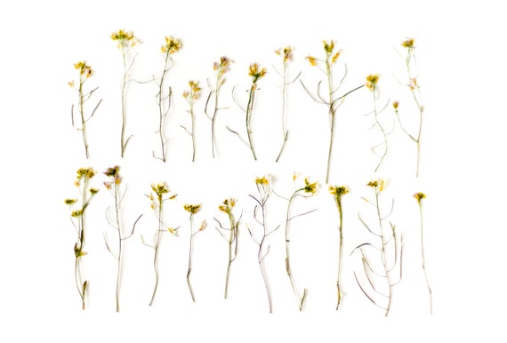 20 Dried Pressed Flowers With Stems. Wild Pressed Flowers. White Dried  Pressed Flowers for Crafting. Valentines Day 