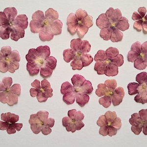 20 fiori rossi scuri essiccati e pressati. Verbena rossa. Fiori rossi essiccati e pressati per lavori artigianali.
