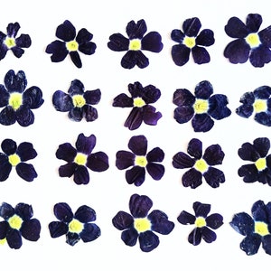 20 fiori scuri pressati secchi. Fiori di verbena. Fiori pressati secchi per lavori artigianali.