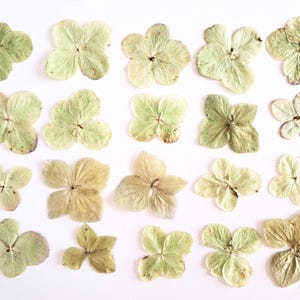 Fiori di ortensia essiccati e pressati. Fiori essiccati e pressati per la lavorazione artigianale Fiori pressati per San Valentino fai da te