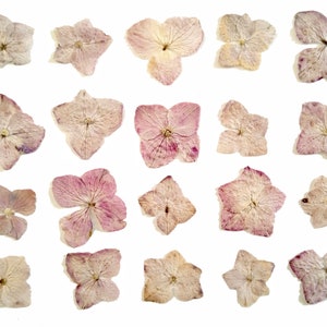 Fiori di ortensia essiccati e pressati. Fiori essiccati e pressati per la lavorazione artigianale Fiori pressati per San Valentino fai da te