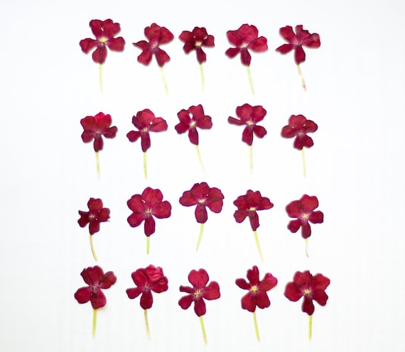 REAL PRESSED FLOWERS 20 BLUE LOBELIA ON STEMS IDEAL 4 CARD MAKING /& FLORAL CRAFT