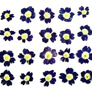 20 fiori blu essiccati e pressati. Fiori di verbena blu. Fiori blu essiccati e pressati per lavori artigianali. Verbena pressata