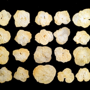20 fiori di ortensia. Fiori pressati secchi per la lavorazione artigianale Fiori pressati per forniture di gioielli fai da te