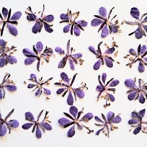 20 Epilobio essiccato pressato. Fiori selvatici pressati. Fiori viola pressati essiccati per lavori artigianali. Epilobio essiccato