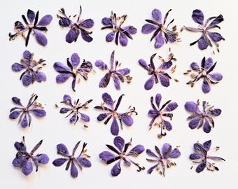 May include: Arrangement of twenty purple flowers with delicate petals and dark centers, scattered on a white surface. The flowers are in various stages of bloom, showcasing their intricate details.