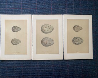 Antique c1865 Egg book plate prints - Hand Coloured