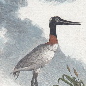 1792, jabiru, stork, Buffon, old print