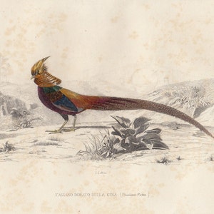 1875, China Pheasant, antique print, Buffon