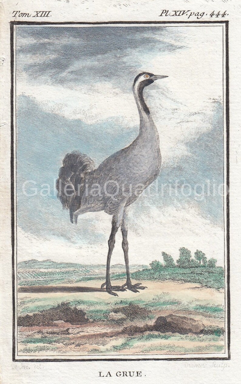 Crane Ornithology Antique Print Buffon 700