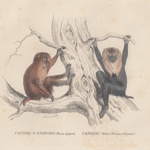 Può includere: Un'illustrazione in stile vintage raffigurante due scimmie appollaiate su un ramo d'albero. La scimmia a sinistra è marrone, mentre quella a destra è nera con una criniera chiara. Il testo in basso recita PAPIONE O BABBUINO (Simia sphinx) UANDERU (Simia Silenus et leonina).