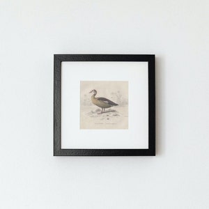1877, Egyptian Goose, old print, Buffon