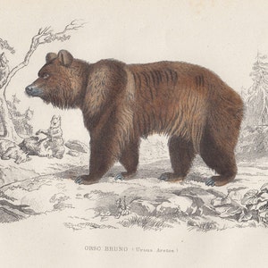 1871, brown bear, zoology, mammal, antique print, Buffon