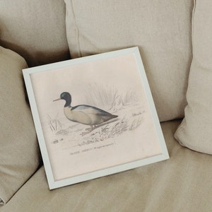 1877, Great Merganser, duck, antique print, Buffon