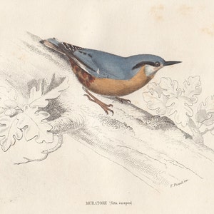 1875, nuthatch, antique print, Buffon