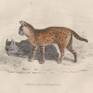 Puede incluir: Una ilustración de estilo antiguo de dos servales, uno de pie y otro tumbado. El serval de pie tiene un pelaje marrón dorado con manchas y rayas negras. El texto en la parte inferior dice SERVAL (Serval Galeopardus) en letras negras.
