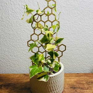 May include: A variegated plant with green and yellow leaves growing up a gold metal honeycomb trellis. The plant is in a white ceramic pot with a brown base.