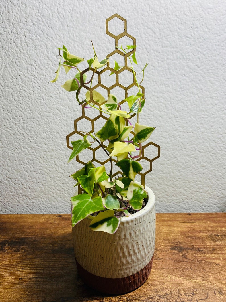 May include: A variegated plant with green and yellow leaves growing up a gold metal honeycomb trellis. The plant is in a white ceramic pot with a brown base.