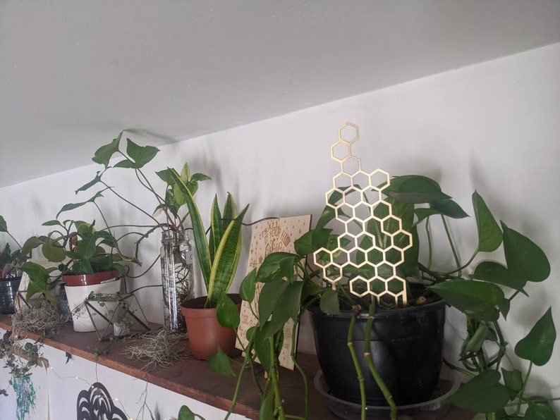 May include: A wooden shelf with several potted plants, including a snake plant, a pothos, and a philodendron. A gold honeycomb-shaped metal wall decor is hanging on the wall behind the plants.
