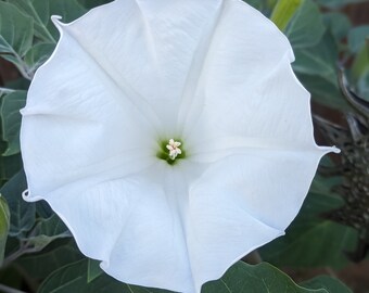 Moonflower Seeds - 20 Seeds - White Flower